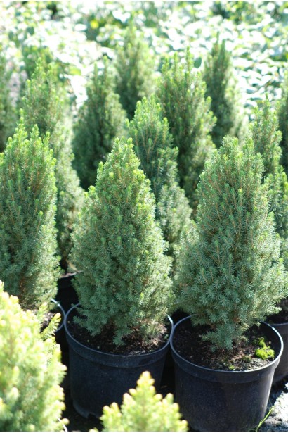 Ялина канадська Цукерхут в садовому центрі