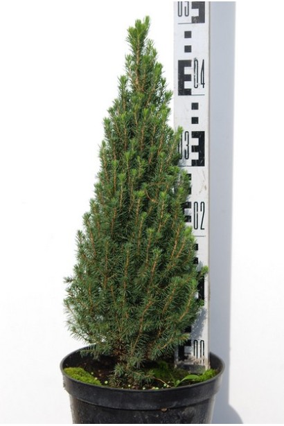 Ялина глаука Zuckerhut висота 40-50 см