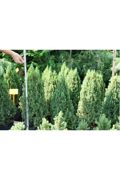 Ялина канадська Zuckerhut