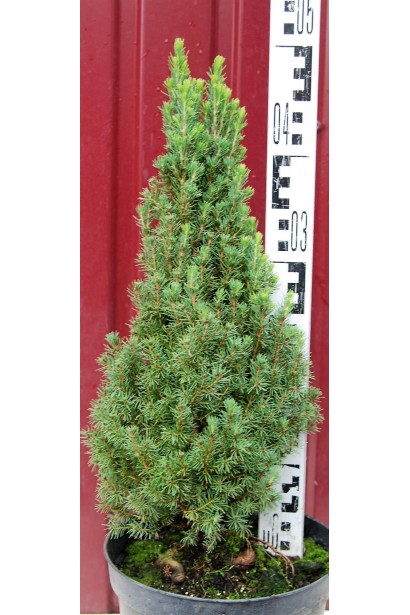 Ялина Цукерхут контейнер 5 л 40-50 см