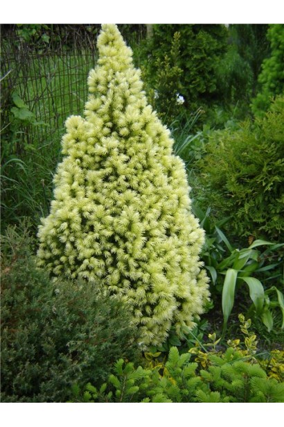 Ялина канадська Дейзі Уайт в ландшафті