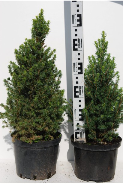 Ялина Дейзі Вайт контейнер