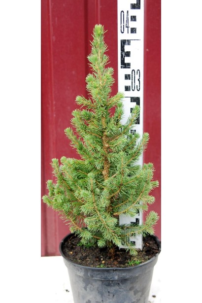 Ялина канадська Daisys White саджанець 30-40 см