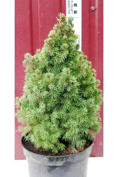 Ялина біла Дейзі Уайт 5 л висота 35-40 см