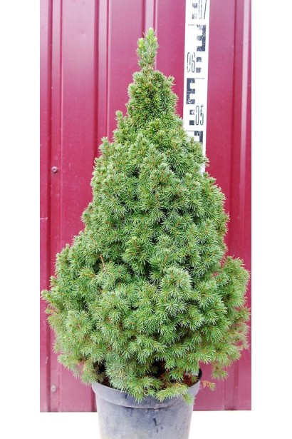 Ялина Дейзі Уайт карликова конусовидна хвойна рослина