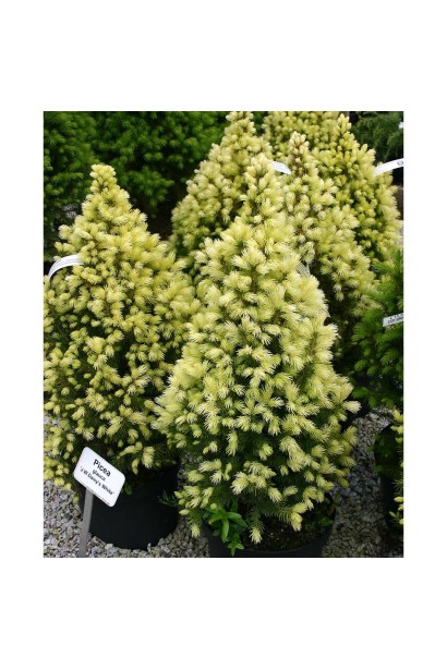 Ялина сиза Дейзі Уайт жовтувато-білий приріст хвої навесні