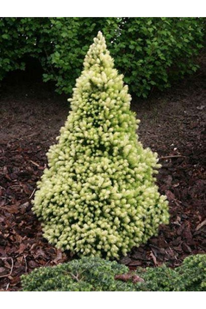 Ялина канадська Дейзі Уайт