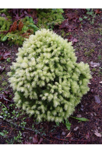 Ялина карликова Дейзі Уайт