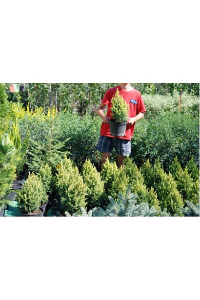 Picea glauca Daisys White