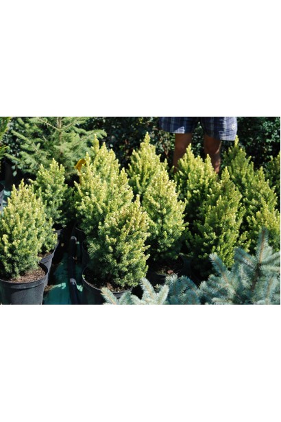 Picea canadensis Daisys White