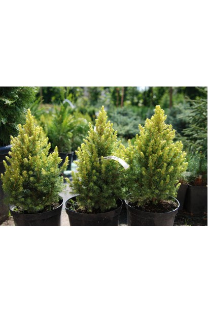 Ялина глаука Дейзі Уайт саджанці в садовому центрі