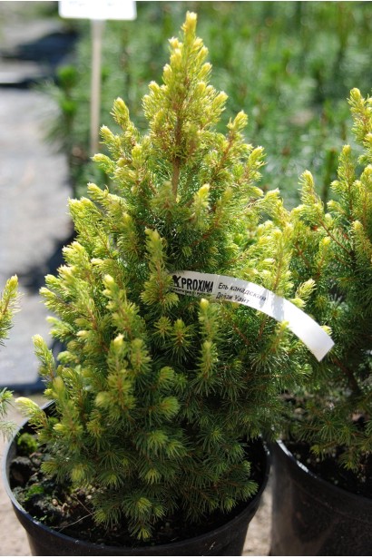 Ялина канадська Дейзі Уайт хвоя