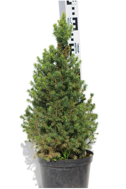 Ялина Дейзі Уайт в горщику 5 л 45-55 см