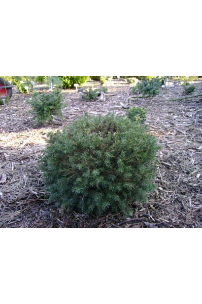 Picea omorika Karel