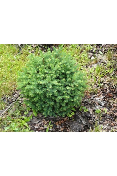 Ель сербская Karel