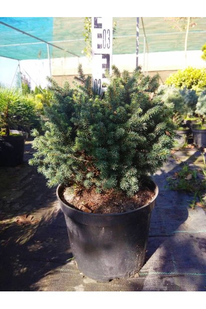 Ель сербская Керол саженец 25-30 см