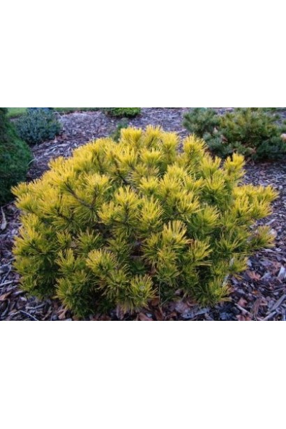 Карстенс Вінтерголд – хвойник з золотом.