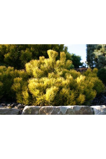 Карстенс Вінтерголд – золотиста сосна для саду.