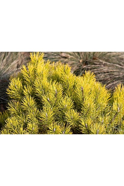 Сосна з інтенсивною золотистою хвоєю.