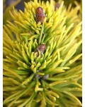 Сосна горная Карстенс Винтерголд | Сосна гiрська Карстенс Вiнтерголд | Pinus mugo Carstens Wintergold