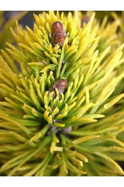 Сосна з золотистою хвоєю Карстенс Вінтерголд.