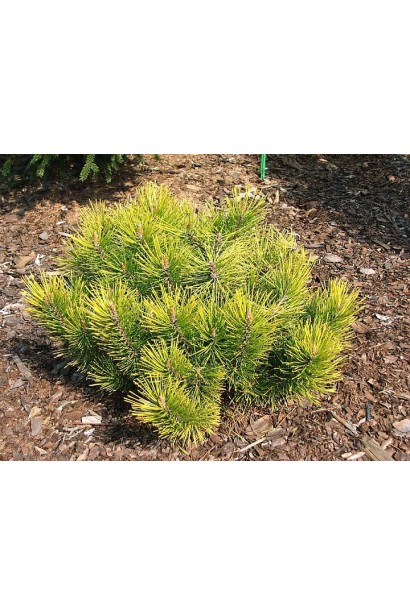 Pinus mugo Golden Glow – яскрава гірська сосна з золотисто-зеленою хвоєю.