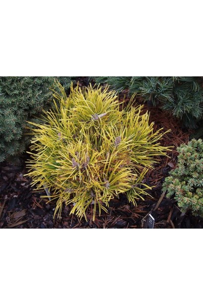 Сосна гірська Голден Глоу – декоративний хвойник із сонячним відтінком хвої.