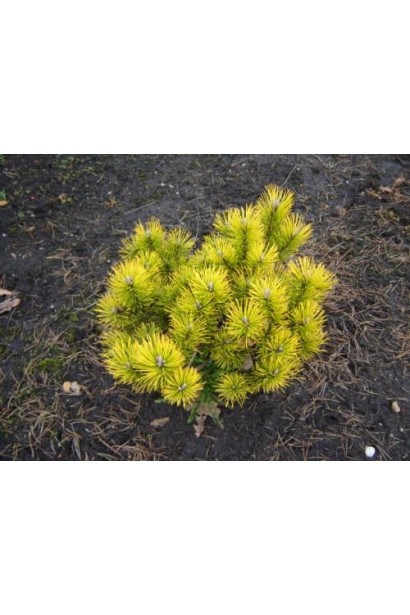 Pinus mugo Golden Glow – компактна сосна для акцентів у саду.
