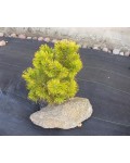 Сосна горная Голден Глоу | Сосна гiрська Голден Глоу | Pinus mugo Golden Glow