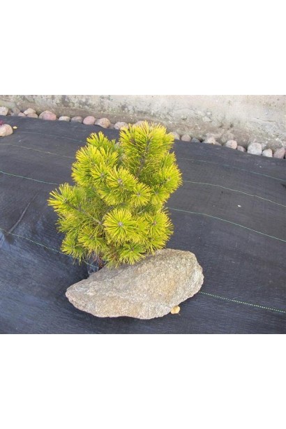 Pinus mugo Golden Glow – компактний сорт сосни для ландшафтних композицій.