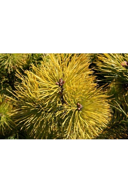 Сосна гірська Голден Глоу – морозостійкий хвойник із ефектним зовнішнім виглядом.