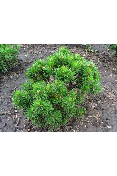 Маленька сосна Кобольд з компактною формою.