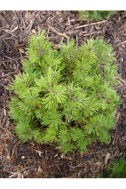 Декоративна карликова сосна Кобольд.