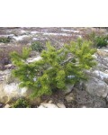 Сосна гiрська Кобольд | Сосна горная Кобольд | Pinus mugo Kobold