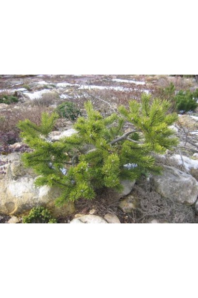 Низькоросла сосна Кобольд з щільною кроною.