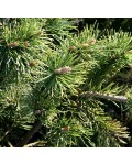 Сосна горная Кобольд | Сосна гiрська Кобольд | Pinus mugo Kobold