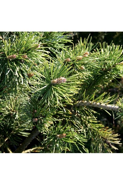 Сосна Кобольд з м’якою хвоєю.