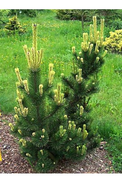 Сосна Поль Малетер с густой кроной.