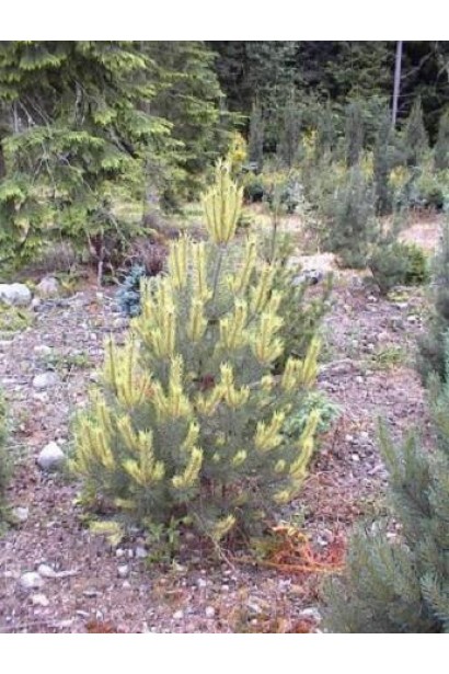 Декоративная горная сосна Поль Малетер.