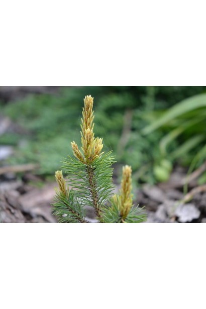 Сосна Поль Малетер молодой прирост