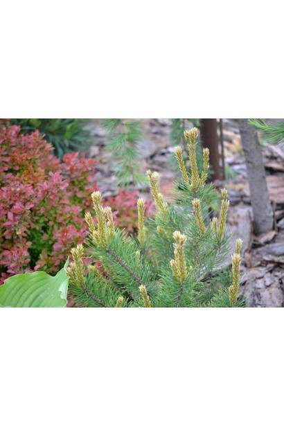 Сосна Поль Малетер хвоя