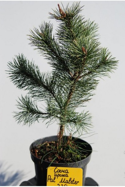 Сосна Поль Малетер в контейнере