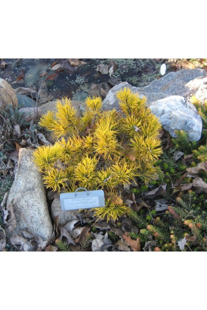 Сосна гірська Вінтер Сан – декоративний хвойник для створення акцентів у саду.