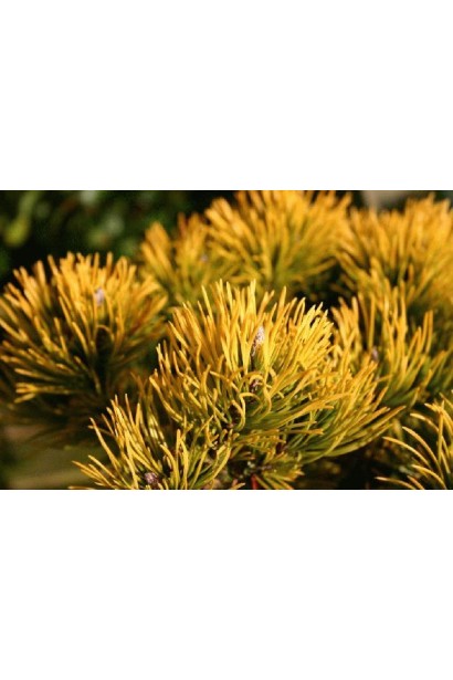 Хвоя сосни гірська Вінтер Сан