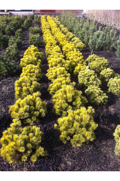 Сосна гірська Вінтер Сан – декоративний сорт сосни з щільною, пишною кроною.