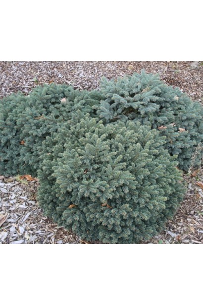 Ялина карликова Вальдбрун