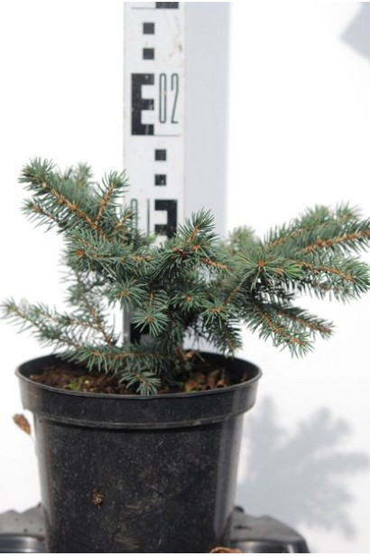 Ялина колюча Вальдбрун контейнер 3 л 