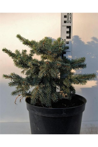 Ялина колюча Вальдбрун горщик 3 л висота 20-25 см