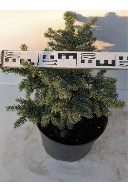 Ялина Вальдбрун С3 діаметр крони 20-30 см