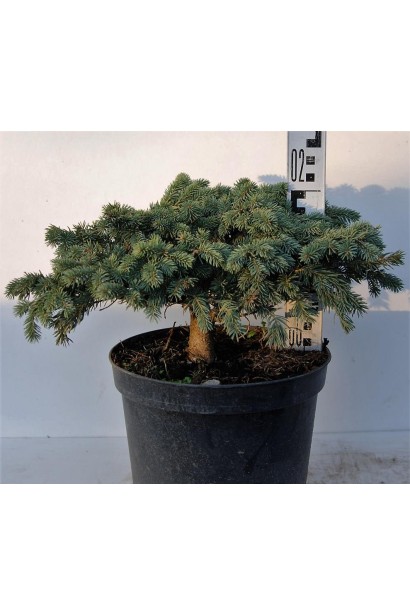 Ялина колюча Вальдбрун саджанець висотою 15-20 см